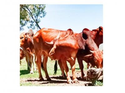 Maasai Land Natural Beef