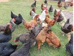 Agropoultry farm