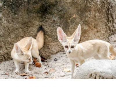 EVERLAND PETS